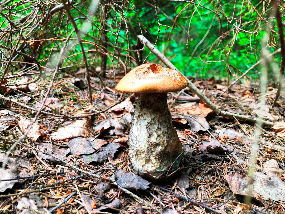   Первый гриб -подосиновик, нашел еще 14 июня, после сильных дождей. Как мне рассказали знакомые, в тот период высыпали целые поляны лисичек .