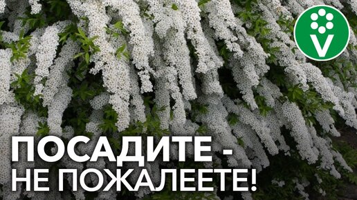 ПОСАДИТЕ ЭТИ НЕПРИХОТЛИВЫЕ ЦВЕТУЩИЕ КУСТАРНИКИ, НЕ ПОЖАЛЕЕТЕ!