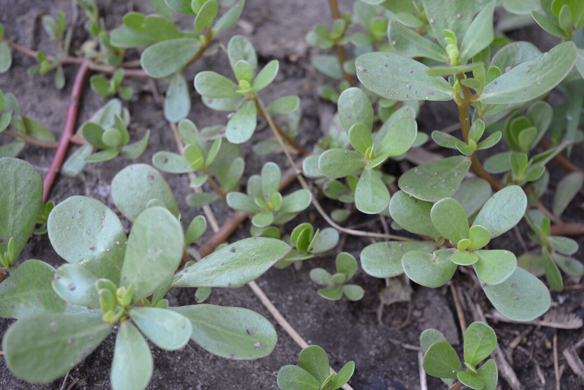 вот так он выглядит на огороде - плотные "коврики" из "жирной" сочной травки с желтыми мелкими цветочками