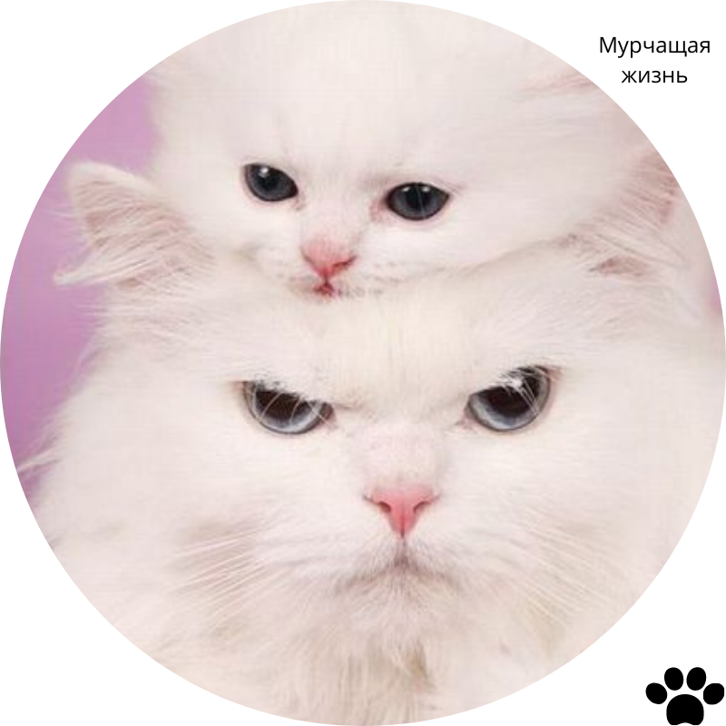 Я хмурюсь! Хочу отдых и шубу и отпуск!