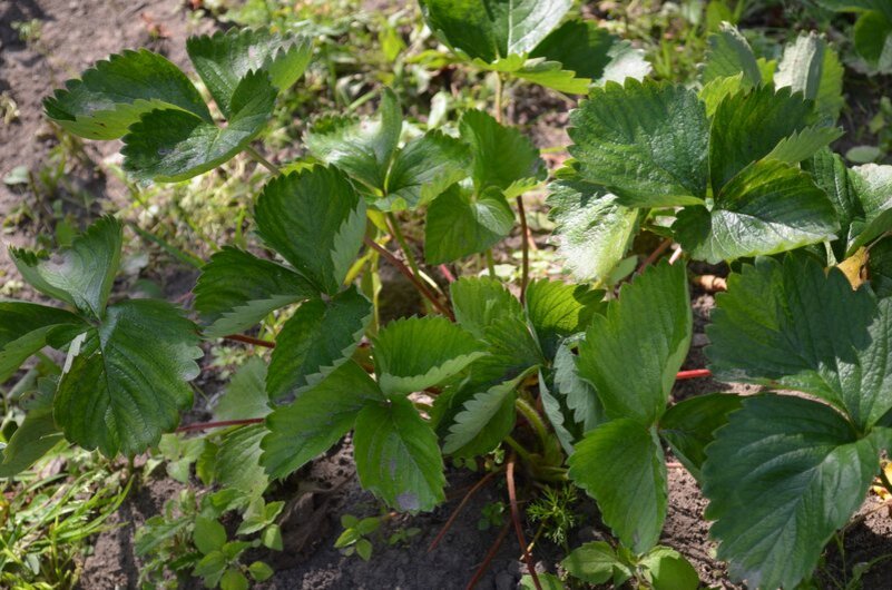 Маточные кусты клубники.