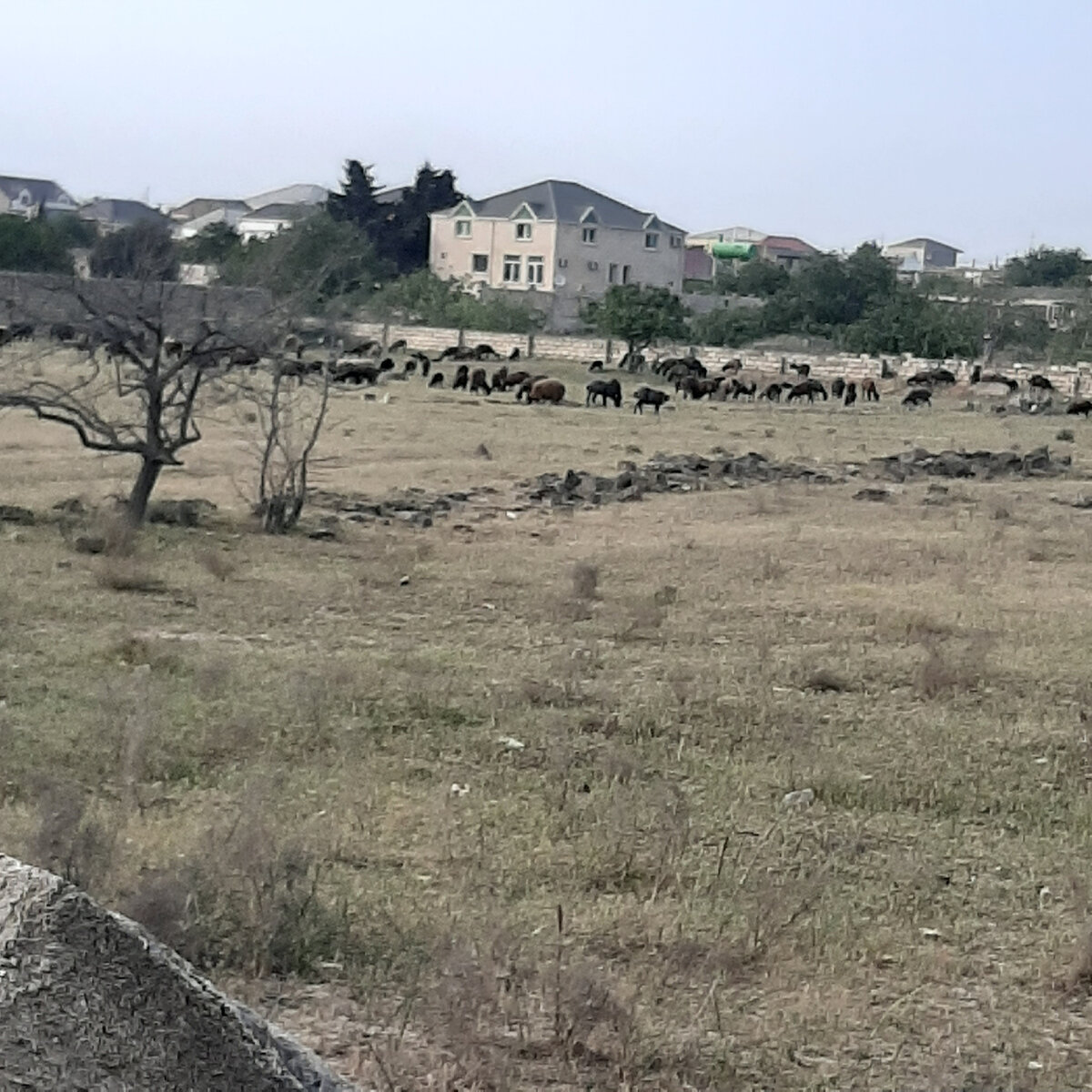 Курдючные овцы.