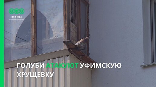 Голуби атакуют уфимскую хрущевку