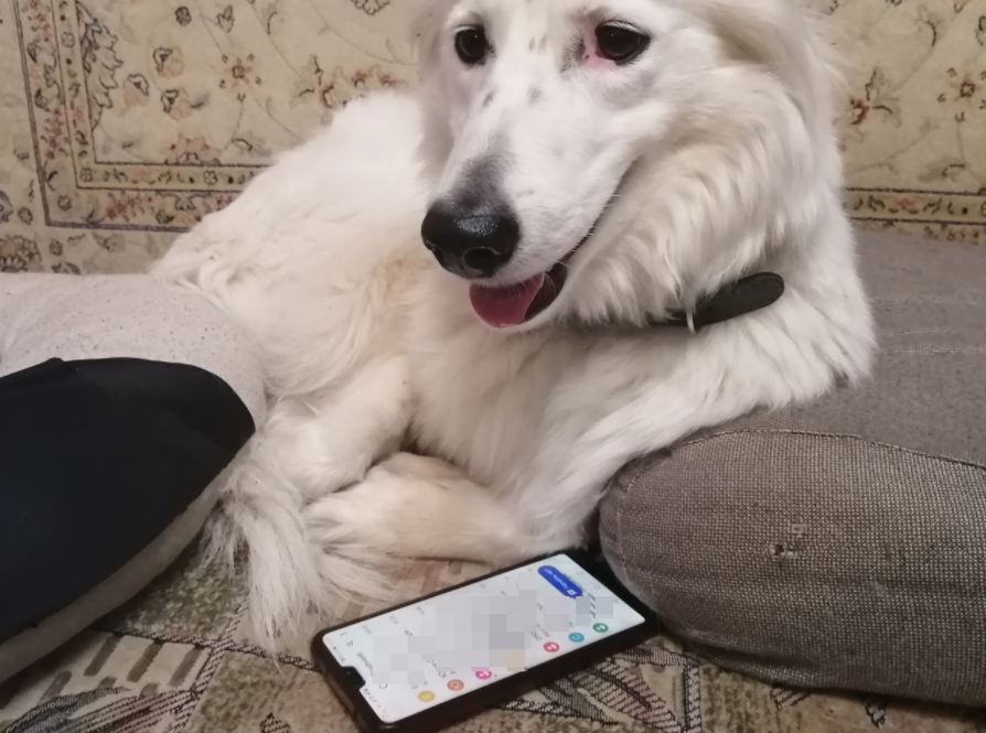 Юся недоумевает - как ее хозяйка могла так ошибиться?