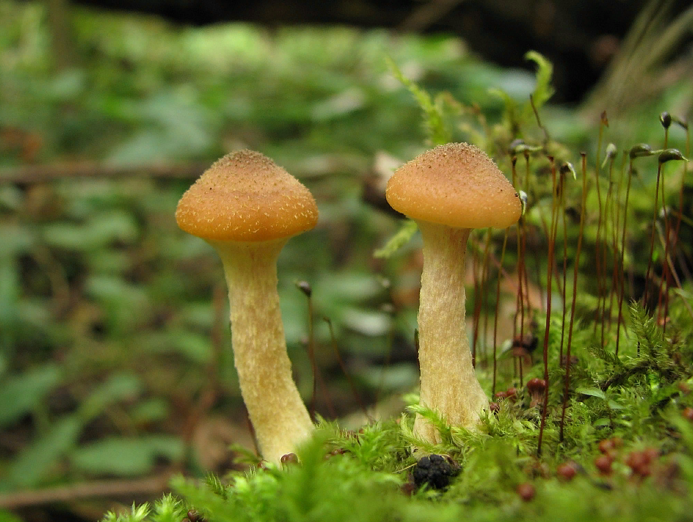 Опенок луковичноногий, у него тонкое, почти паутинистое покрывало и растет "по одному" 