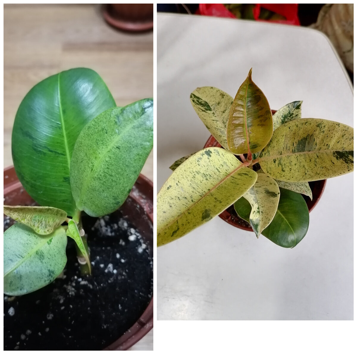 Фикус Шривириана.