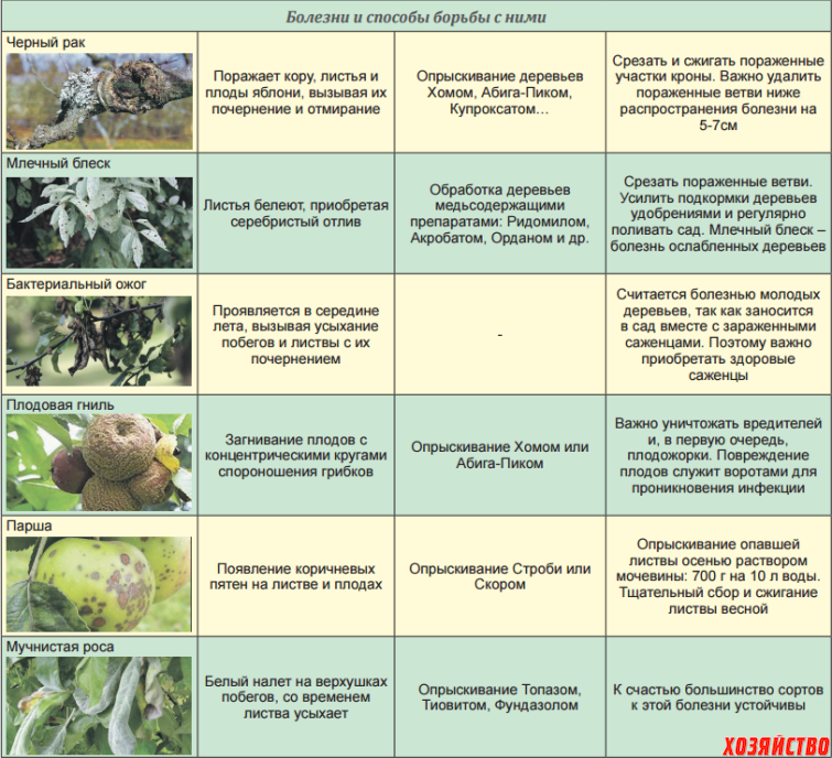 Обработка плодовых осенью. Вредители яблони описание с фотографиями. Препарат от вредителей яблонь. Болезни яблок описание с фотографиями. Болезни яблонь описание с фотографиями.