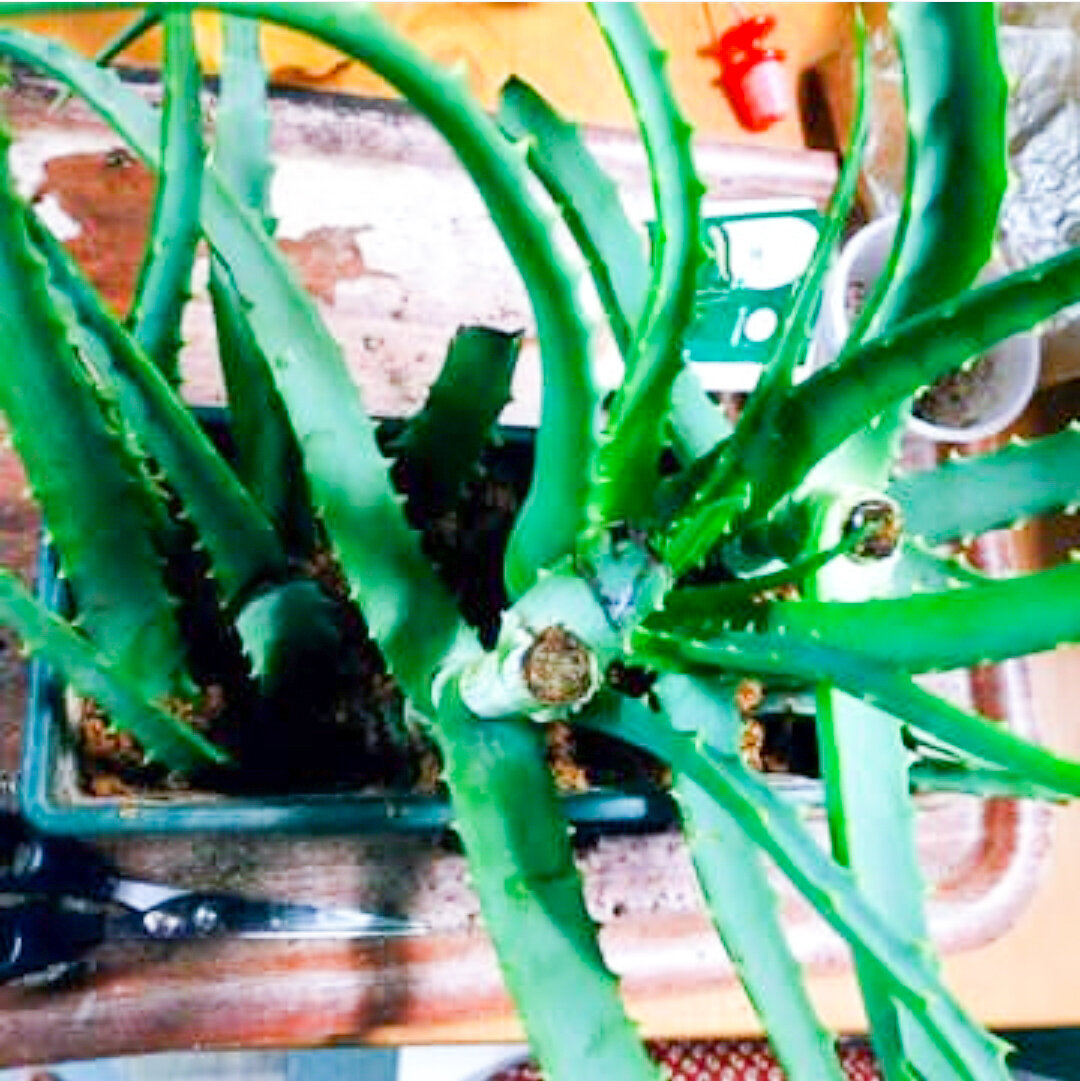 У @homee_green_plants растёт известный многим столетник