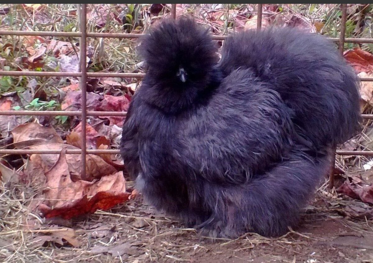 Курица силки. Китайская шелковая голошейка. Китайская шелковая (Silkie Bantam). Китайская шелковая голошейка куры. Китайская шелковая куропатчатая.