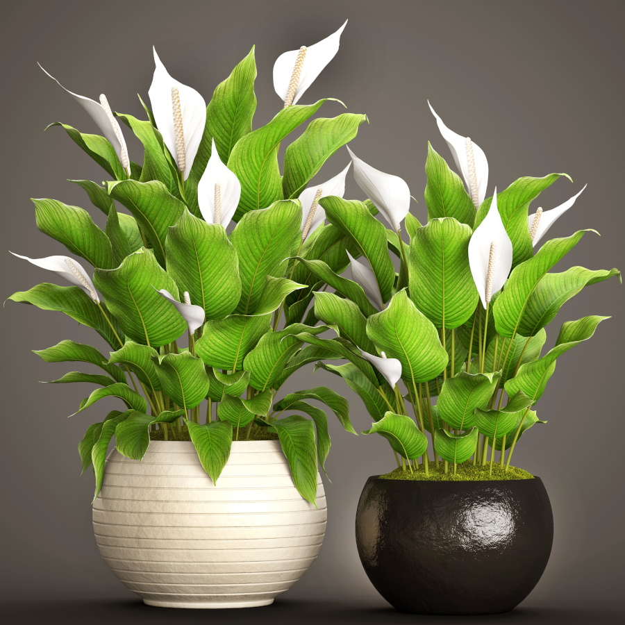 Растение счастье. Спатифиллум. Spathiphyllum wallisii. Spathiphyllum wallisii цветок. Спатифиллум Уоллиса.