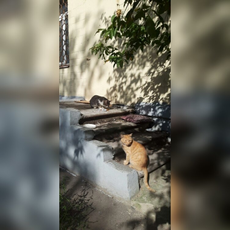 Пряникус и Бубликус вместе кушают.