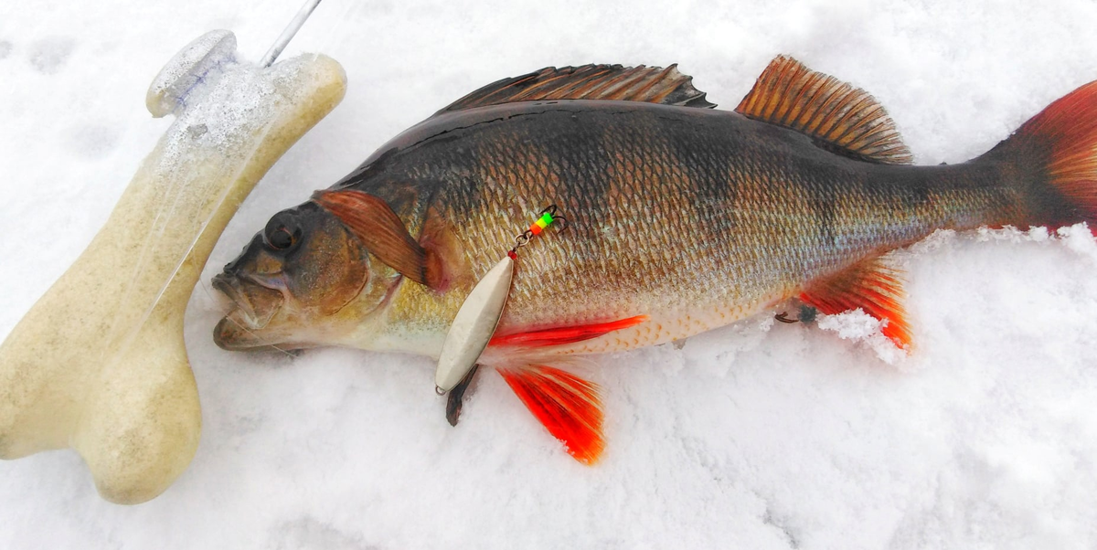 Мой любимый Тараканчик