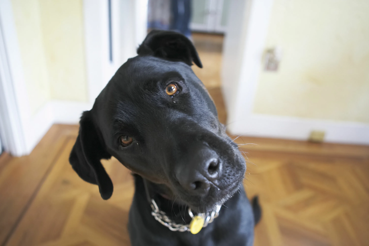 thesprucepets.com