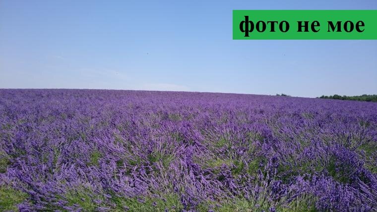 https://www.livemaster.ru/topic/1478159-lavanda-ili-lavandin