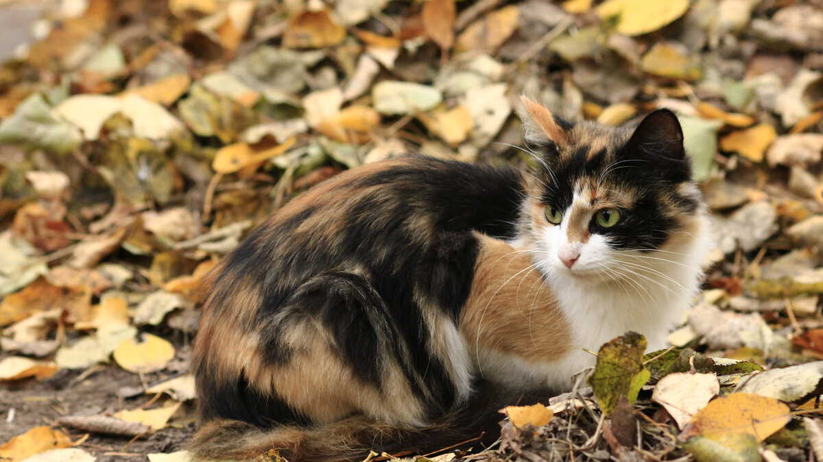 Источник: fonstola.ru