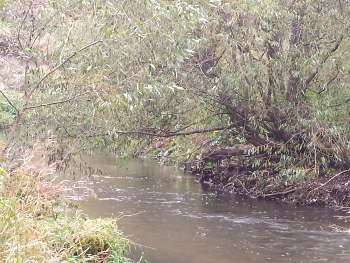 Река в парке