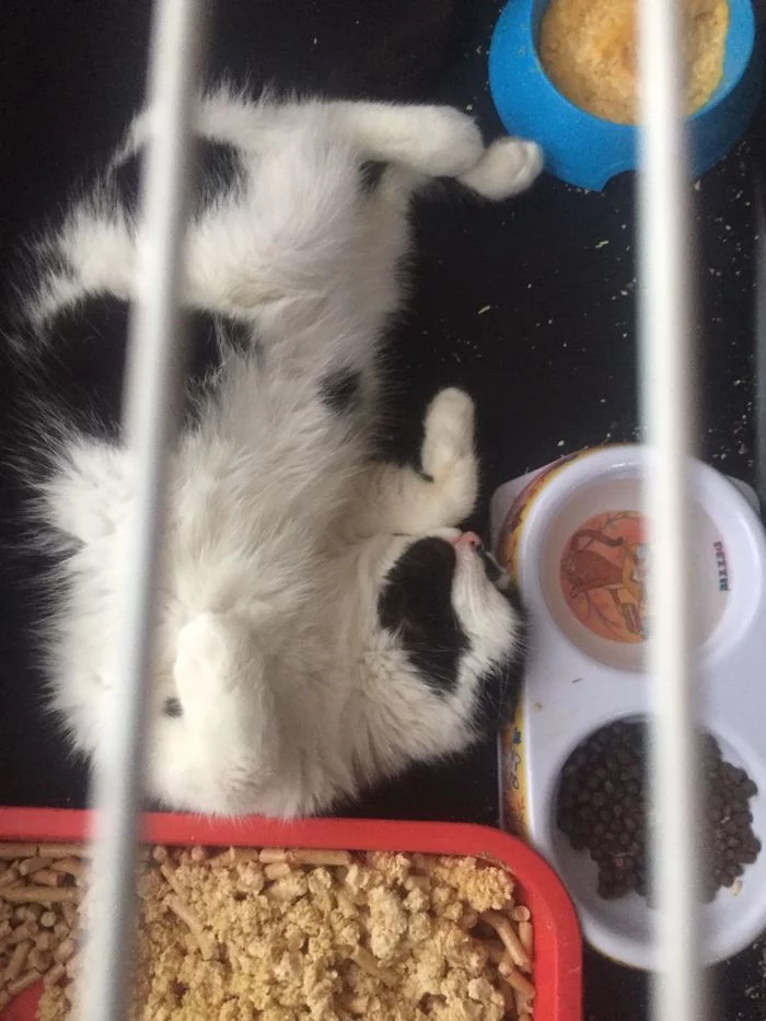Котенок ест. Сладкий пирожочек кот. Сладкий пирожок кот.