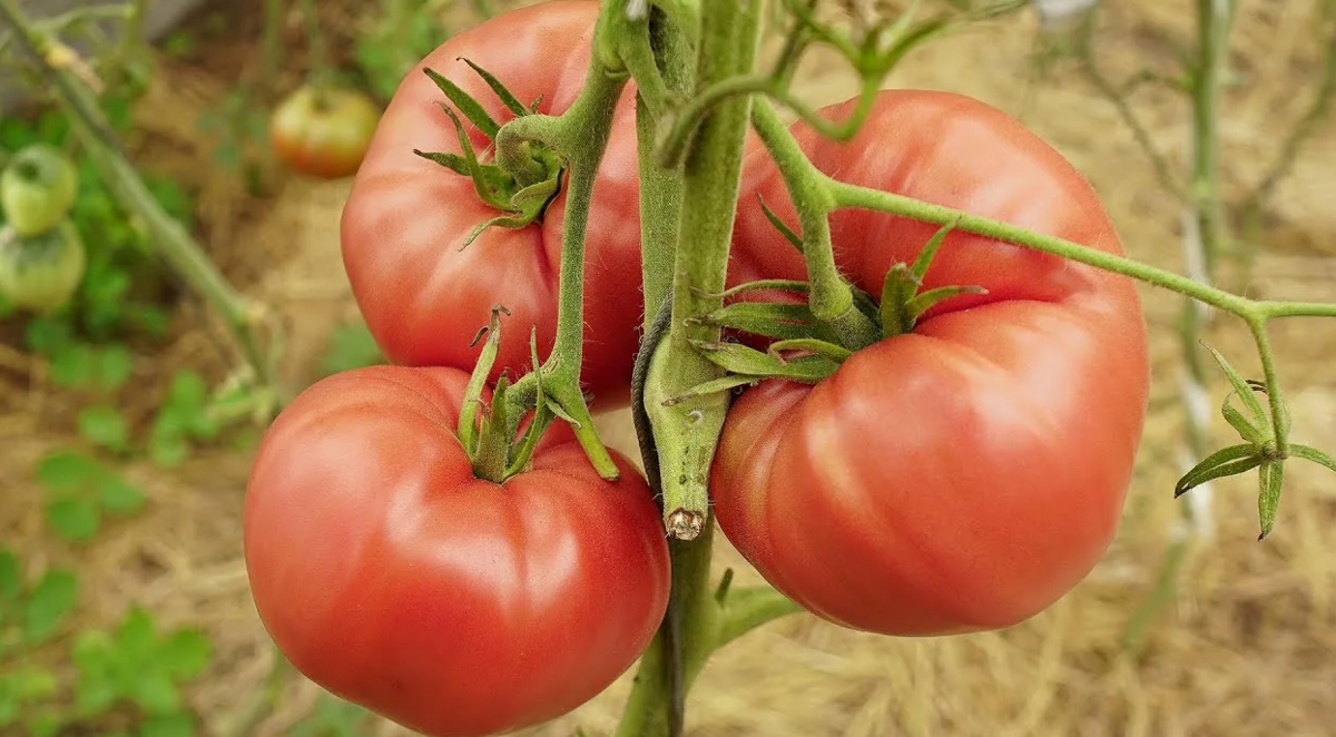 Минусинский богатырь томат. Томат сорт минусинские бычки. Томат минусинский гигант розовый. Томат минусинский гигант розовый. Томат минусинский бочковой 5шт/10.
