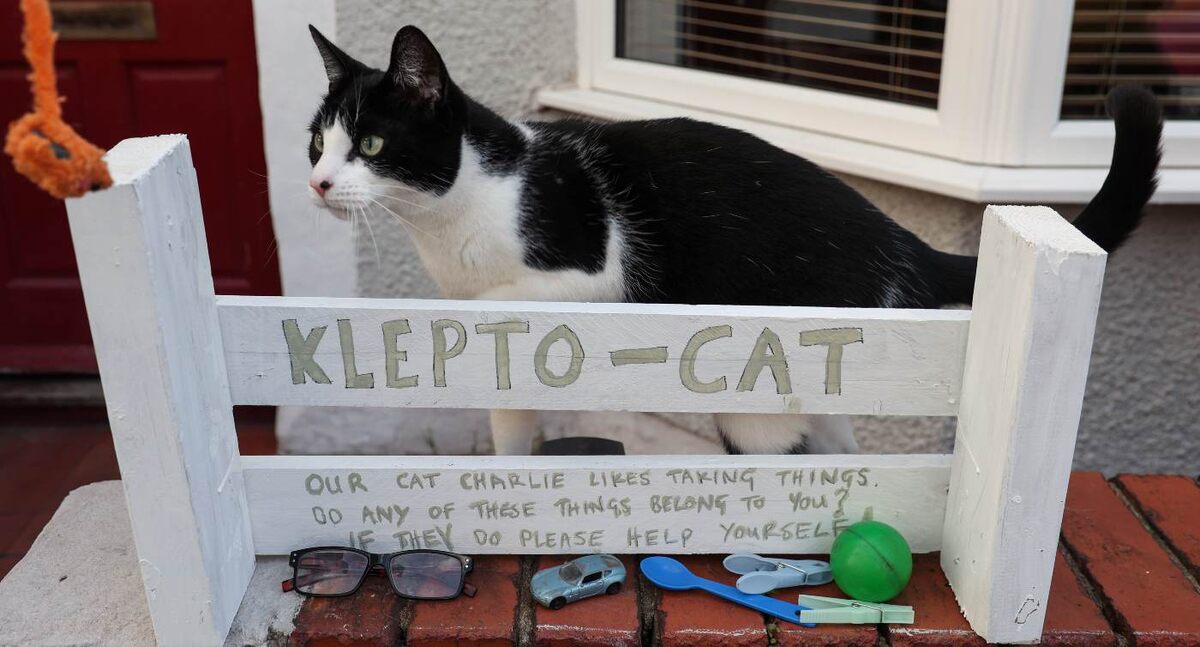 Klepto-cat