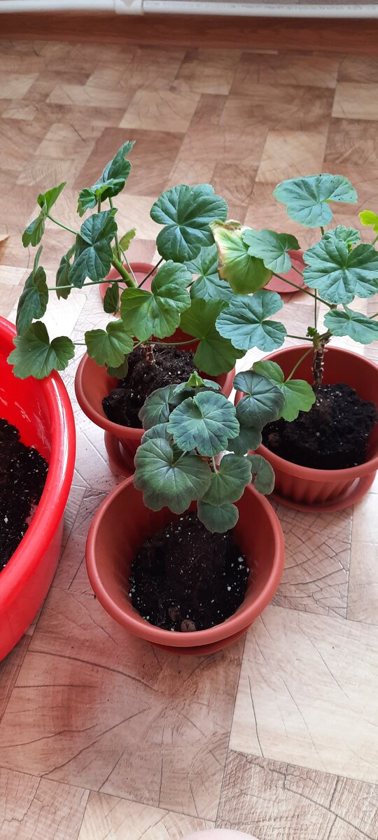 Перевалка пеларгоний. Корневая в хорошем состоянии. Листья тоже отличные.