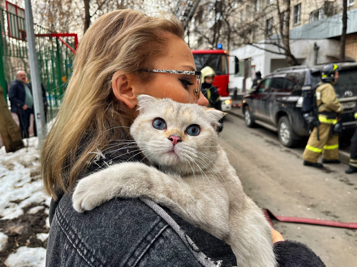 Спасенная кошка
