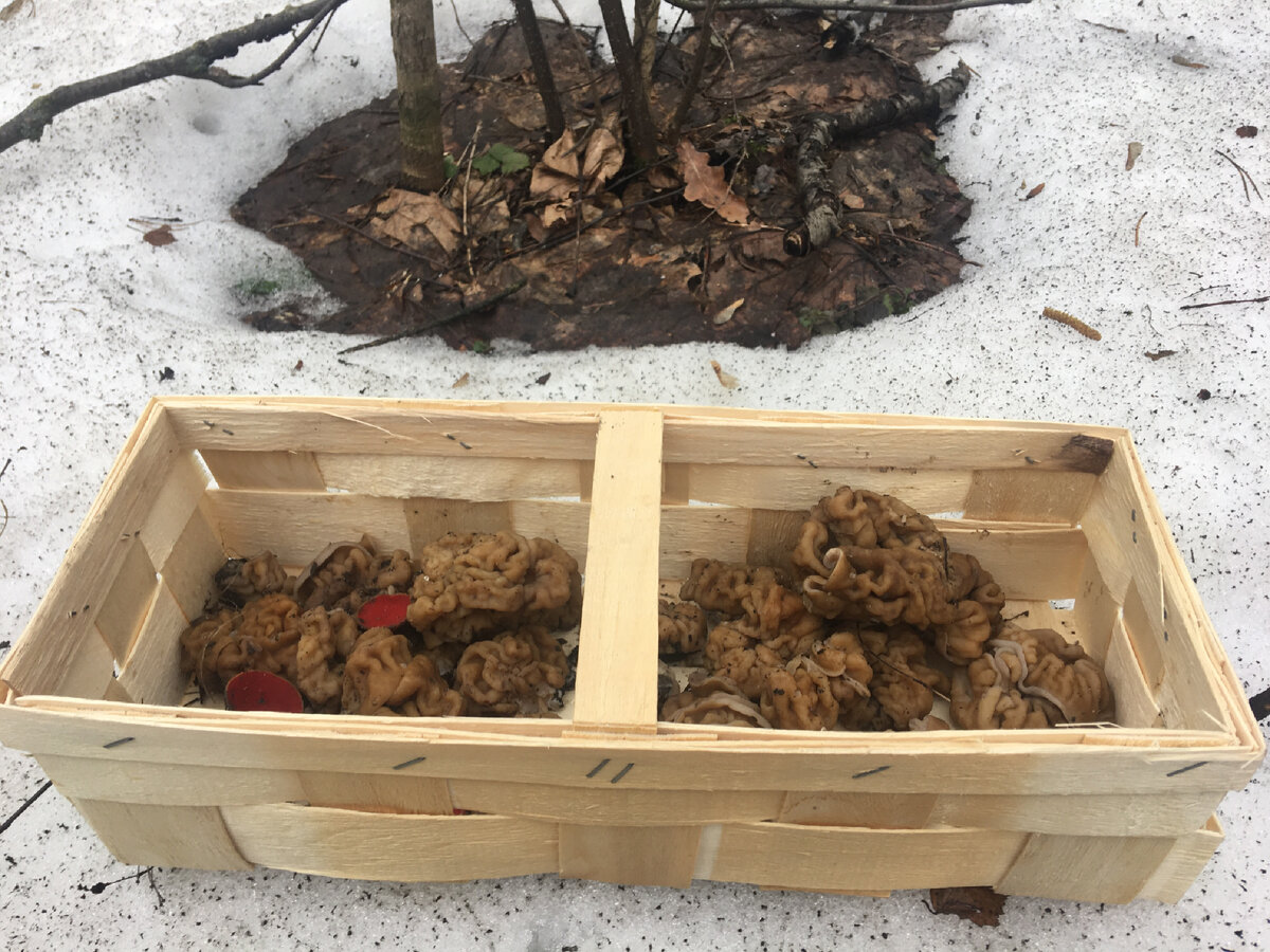 Строчки гигас или гигантские, тут пока они размером от грецкого ореха  и до женского кулачка…..