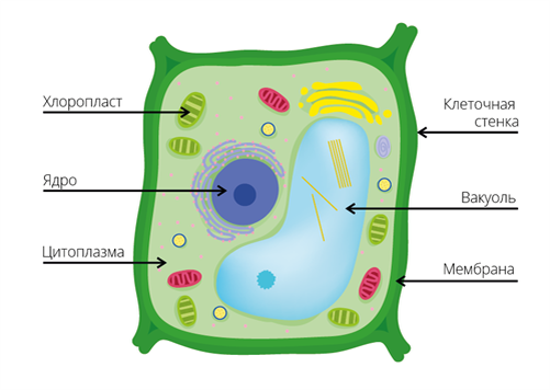 Клеточная мембрана — Википедия