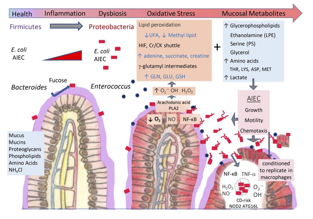 Этапы развития E.coli от симбиота к патогену в кишечнике.