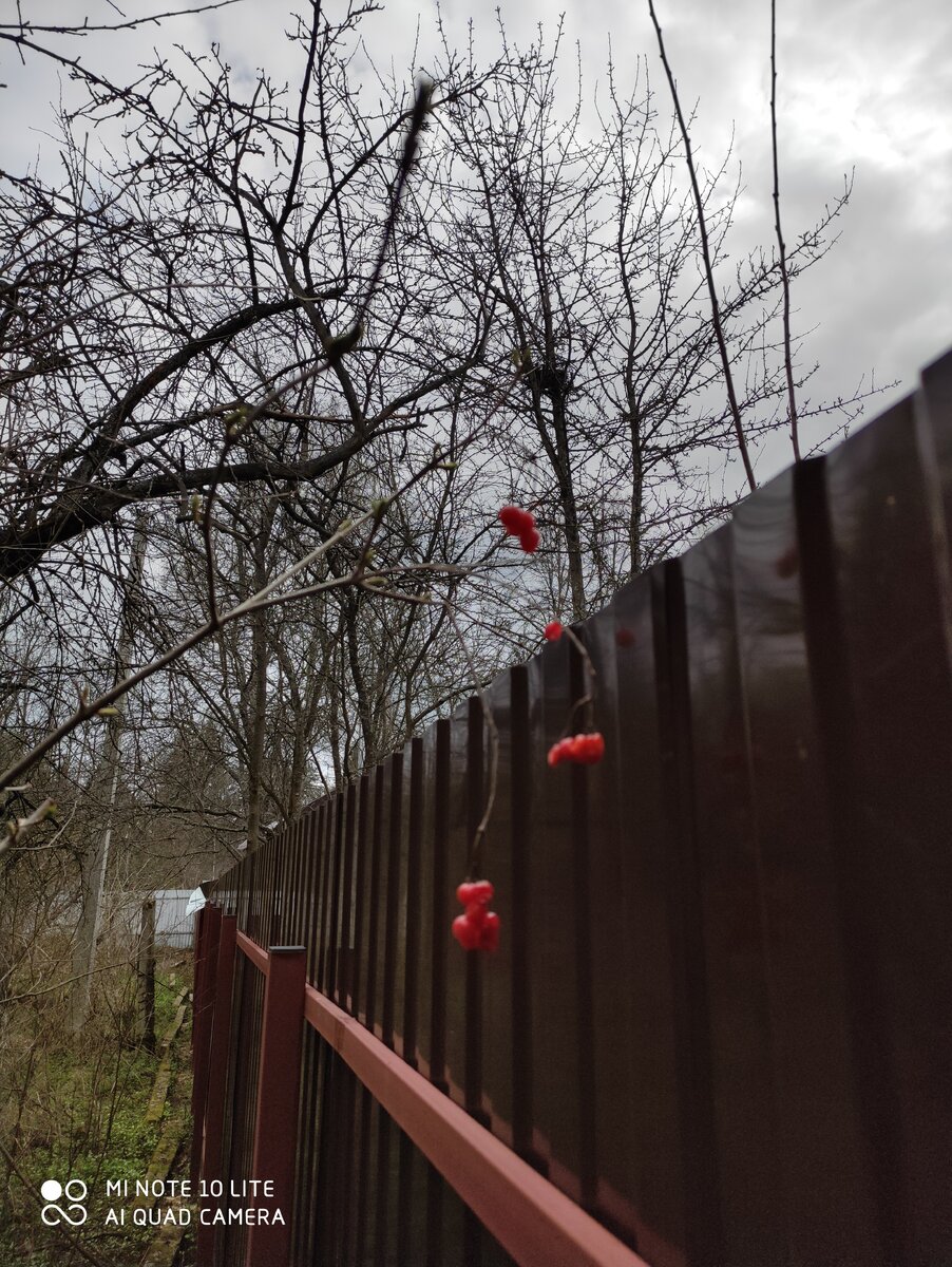 Если вы думаете, что это осень, вам не видно почки на деревьях