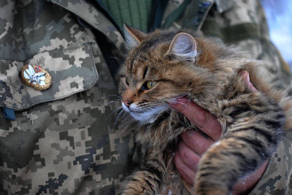 Боевые котики фото