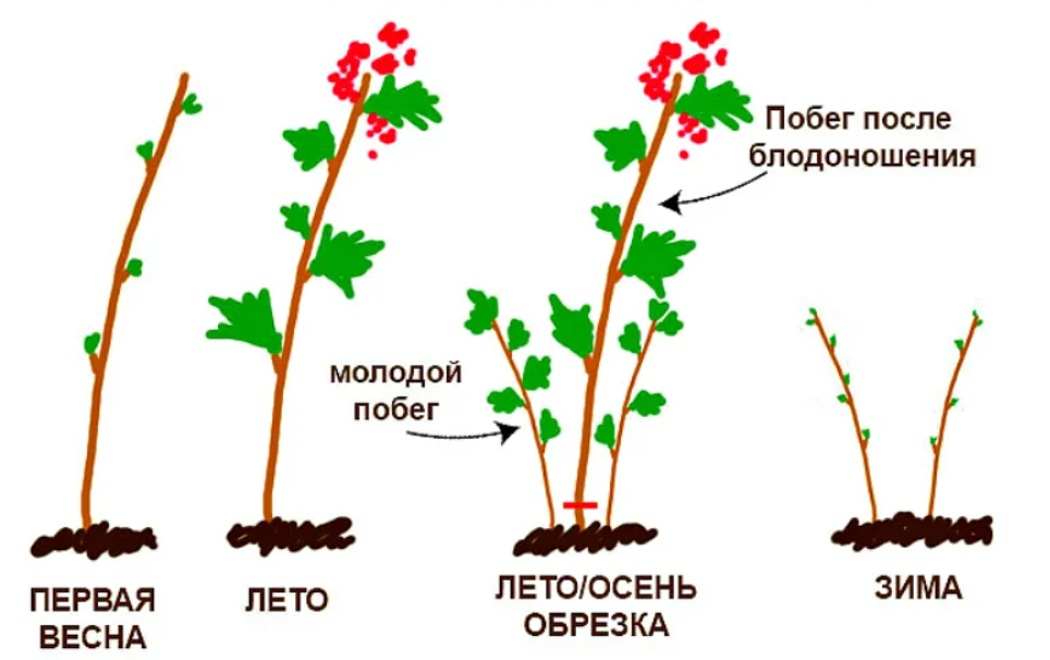 Обрезка ежемалины весной для начинающих в картинках пошагово