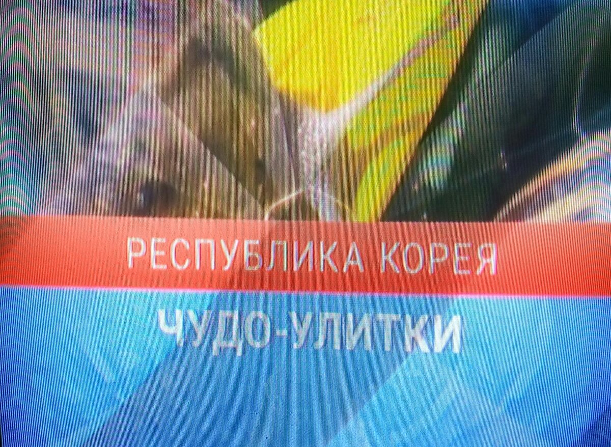 Улитки у них георгиевской расцветки, не попадут ли теперь под ограничения...
