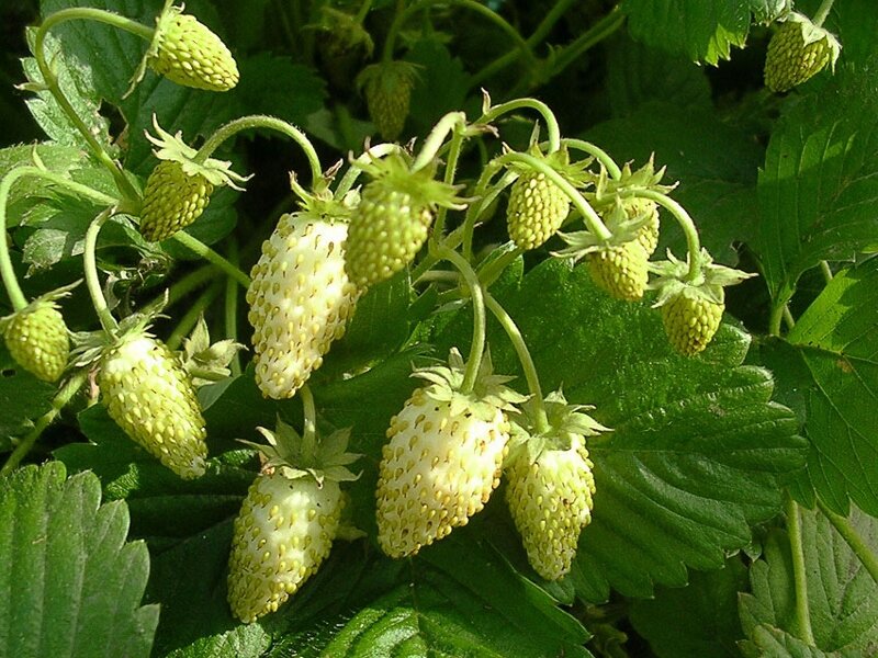 Белоснежка