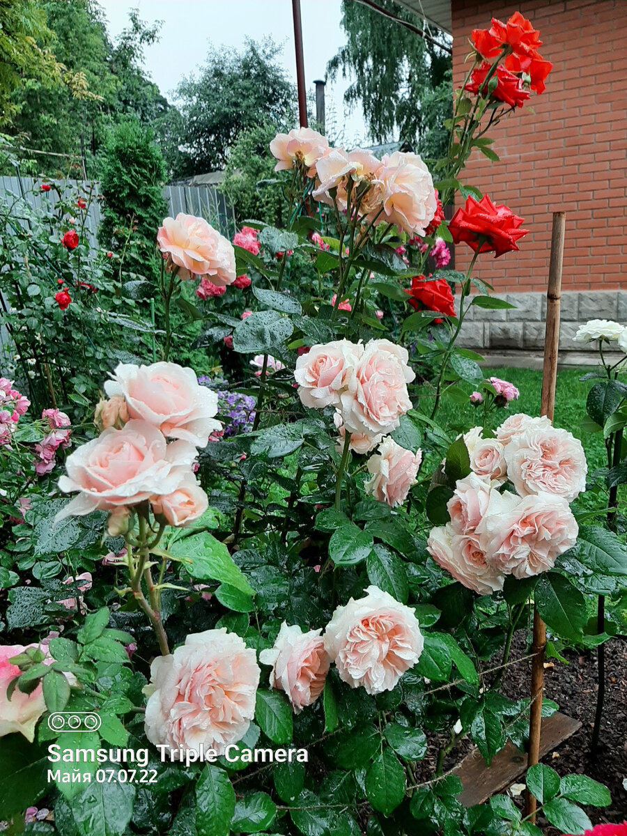 Фото розы 