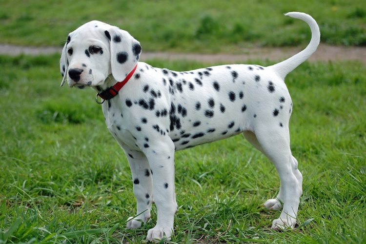 Самые популярные белые породы собак