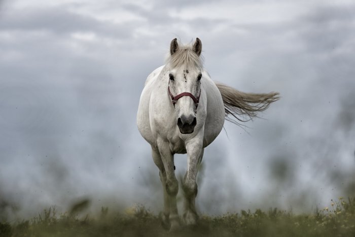 Фото: pxhere.com