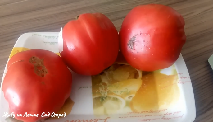 Сортовой томат первый в списке из крупноплодных на новый сезон