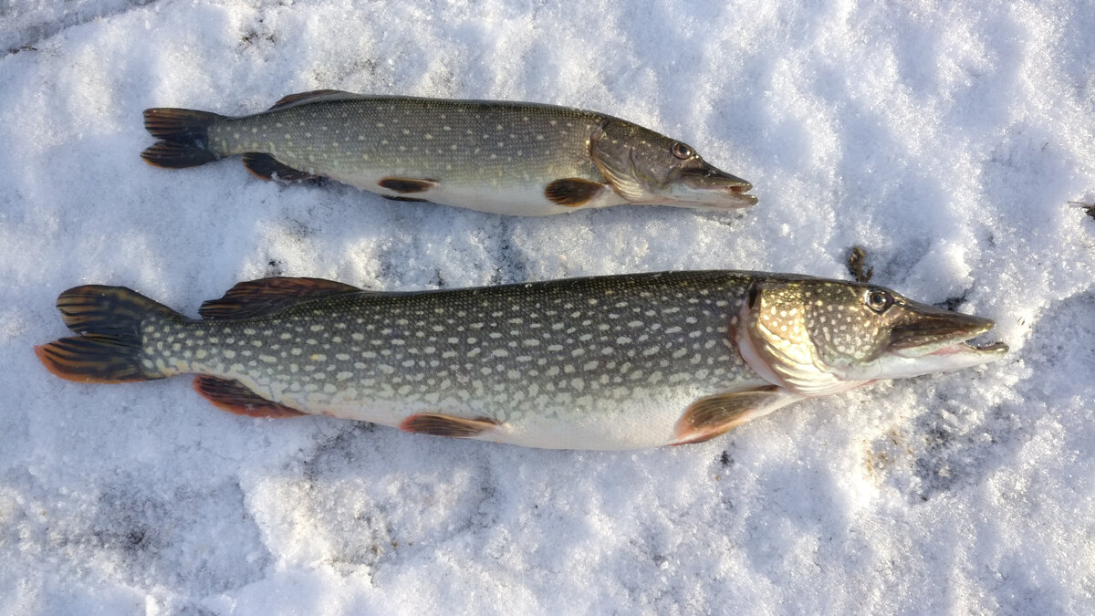 Зимняя рыбалка на щуку: советы и техники, лучшие снасти