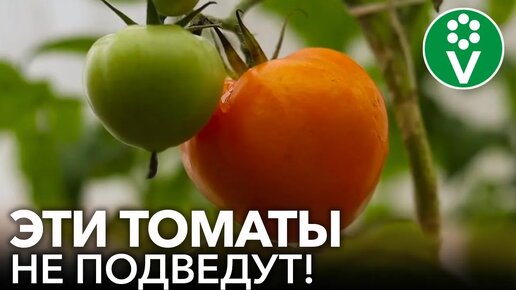 ТРИ сорта томатов, устойчивых к болезням: фитофторозу и кладоспориозу. Не болеют и плодоносят до самых заморозков!