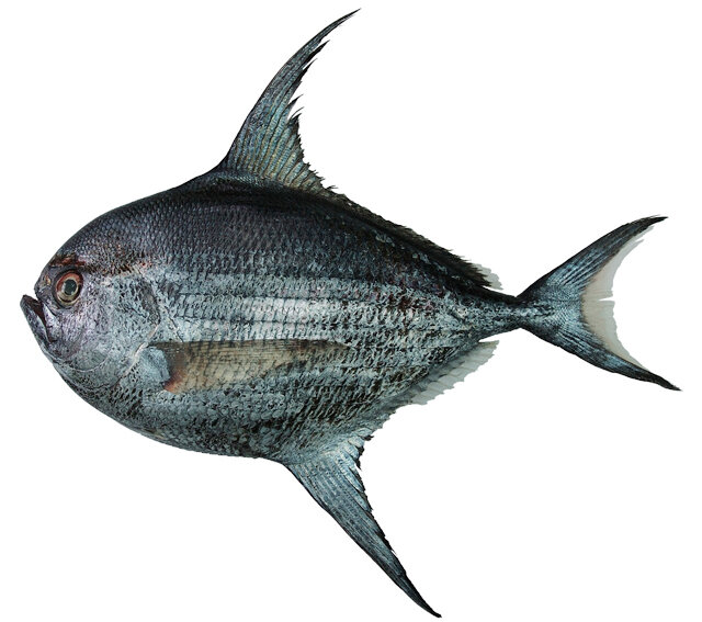 Taractichthys steindachneri