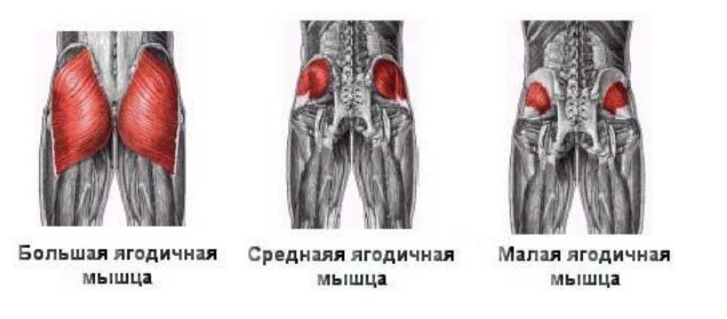 Мышцы ягодицы анатомия картинки