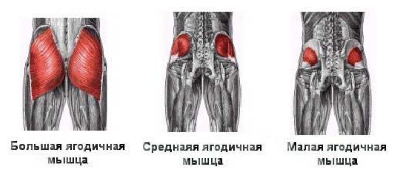 Ягодичные мышцы это больше, чем просто подушки для сидения | Центр Дикуля