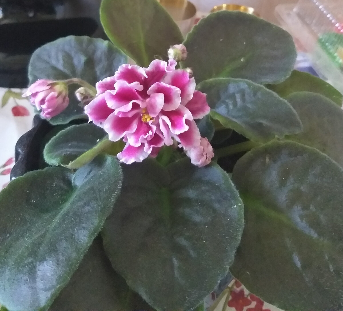 Фото автора.