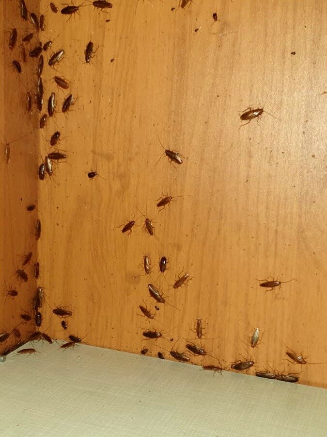 Тараканы в квартире