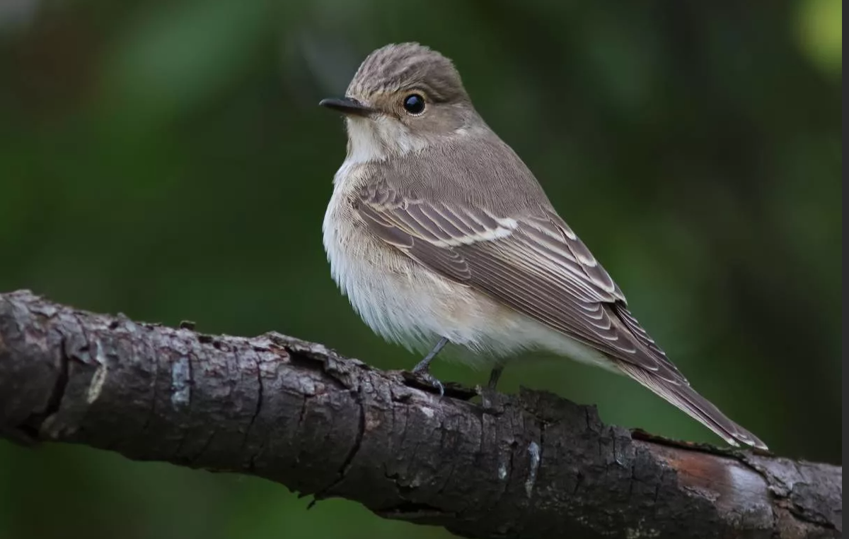 Маленькие птички урала. Серая мухоловка (Muscicapa striata). Мухоловка серая – Muscicapa striata (Pallas, 1764). Лесная птичка Южного Урала серенькая. Лесная сорокопутовая мухоловка.