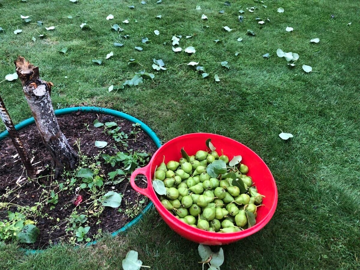 Сломанная груша