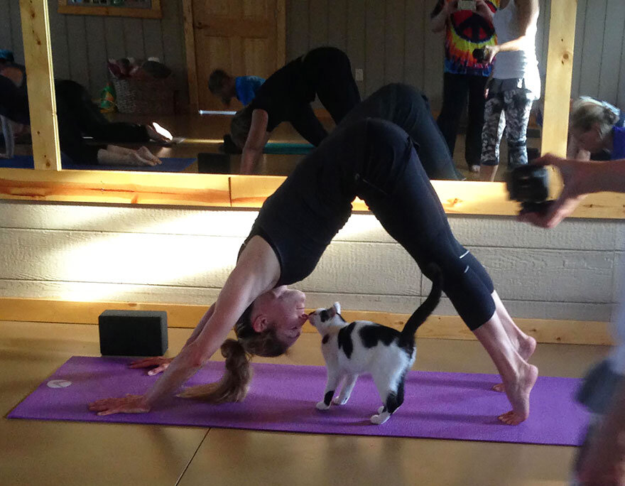 источник фото: https://vev.ru/wp-content/uploads/2015/06/yoga-cats-shelter-adoption-homeward-bound-7.jpg