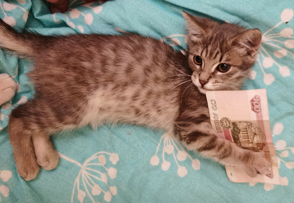 Найденные коты иваново. 3 недельные вислоухие шотландские котята. Кот 2 дня. Курильский бобтейл котята маленькие. Кот 2 дня.