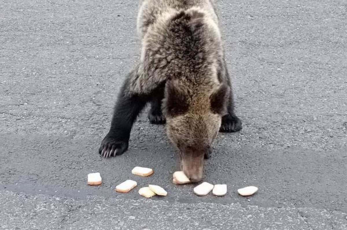    Похороны с охотниками.