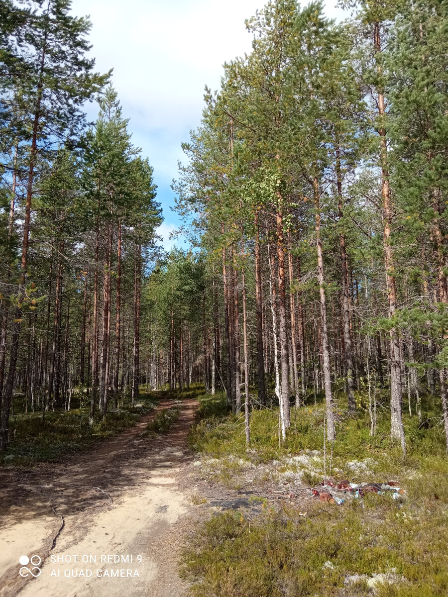 фото автора, леса в Карелии
